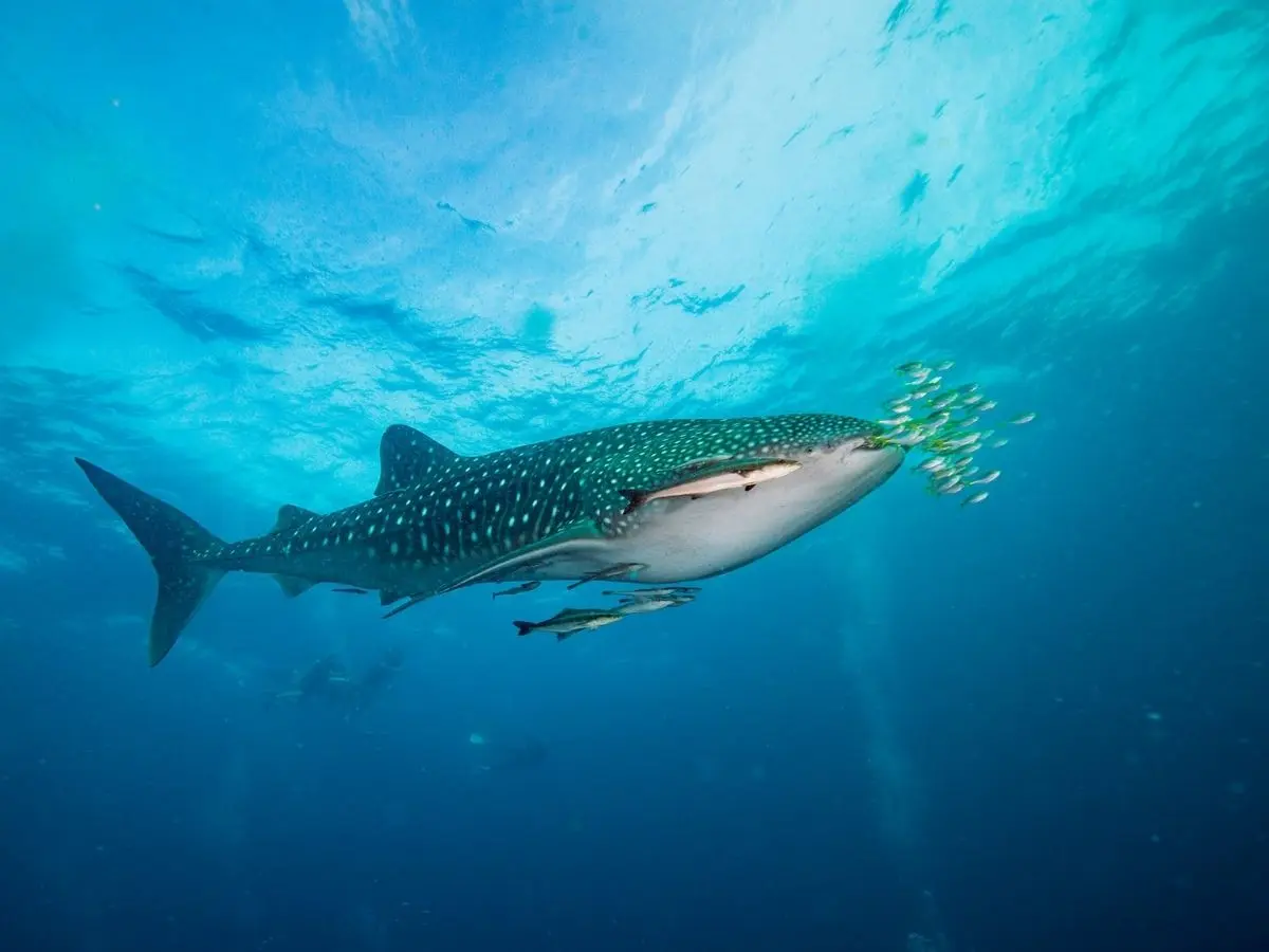 Whale shark at Richelieu Rock
