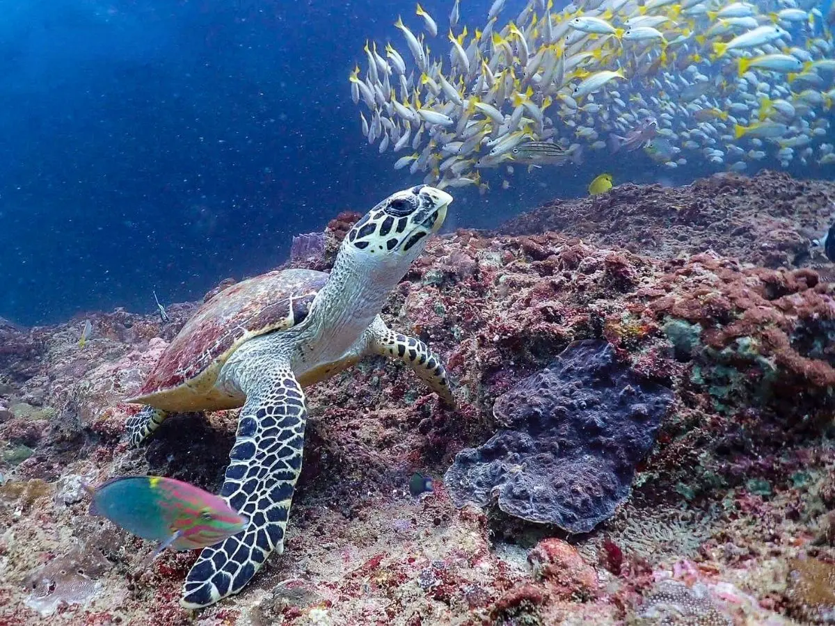Sea turtle swimming over a tropical coral reef